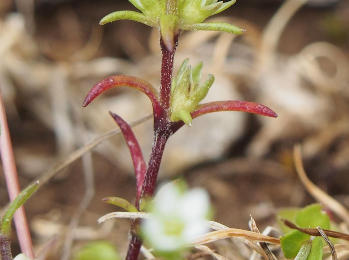 Knawel, Annual leaf